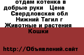 отдам котенка в добрые руки › Цена ­ 10 - Свердловская обл., Нижний Тагил г. Животные и растения » Кошки   